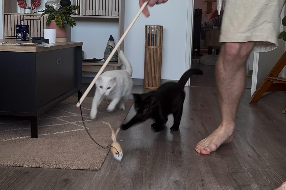 Canne à pêche pour chat